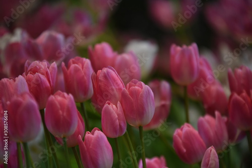 Tulips in the garden © tharathip