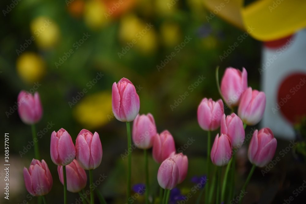 Obraz premium Tulips in the garden