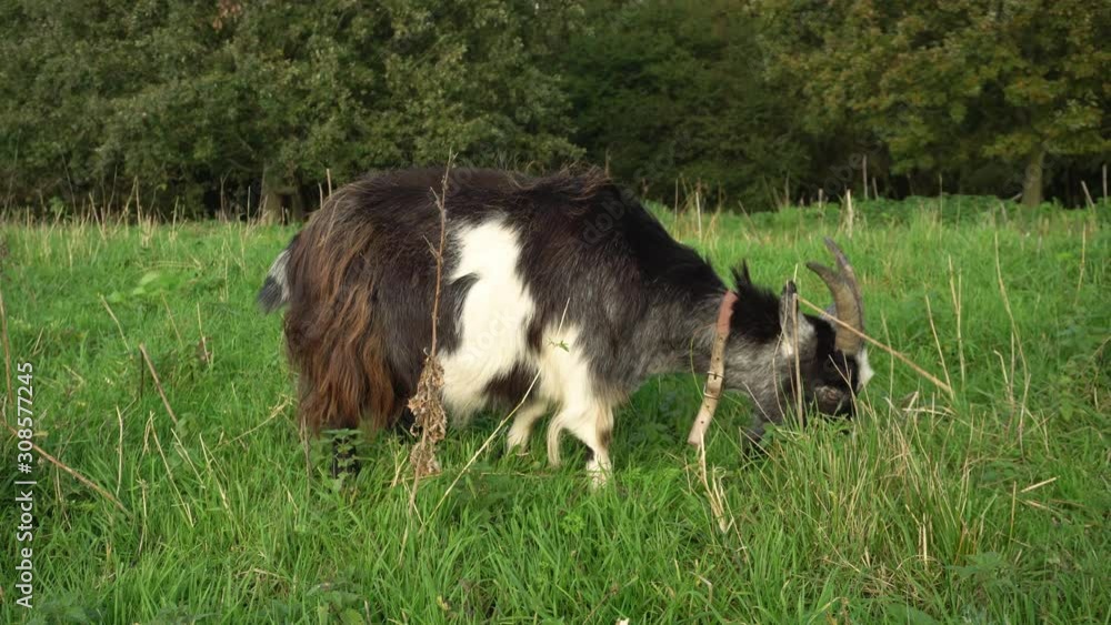 Goat with large horns and thick fur eating grass in countryside field Goat with large horns and thick fur eating grass in countryside field