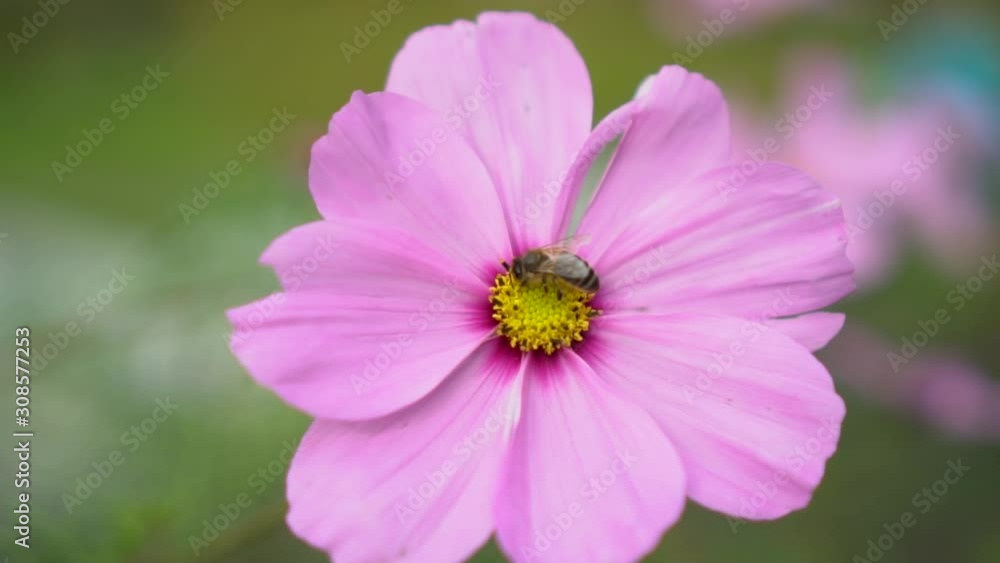 Bee pollinating pink flower, slow motion closeup rack focus Bee pollinating pink flower, slow motion closeup rack focus