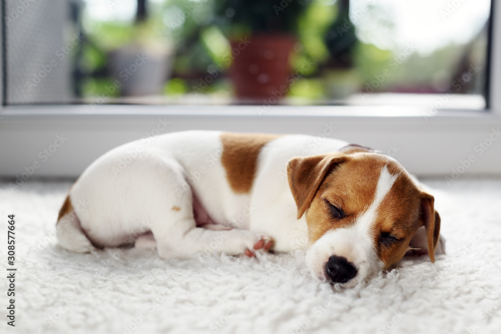 Jack russel terrier puppy sleeping on white carped on the floor. Small perky dog. Animal pets concept