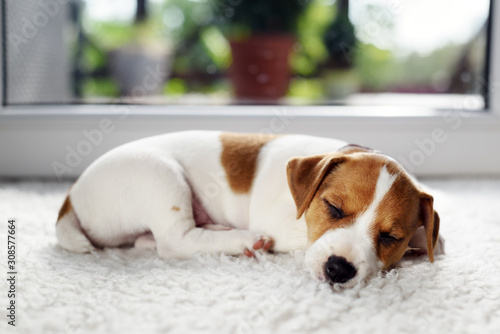 фотографія Jack russel terrier puppy sleeping on white carped on the floor