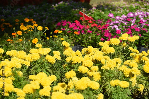 Colorful flower bed in a park  © tharathip
