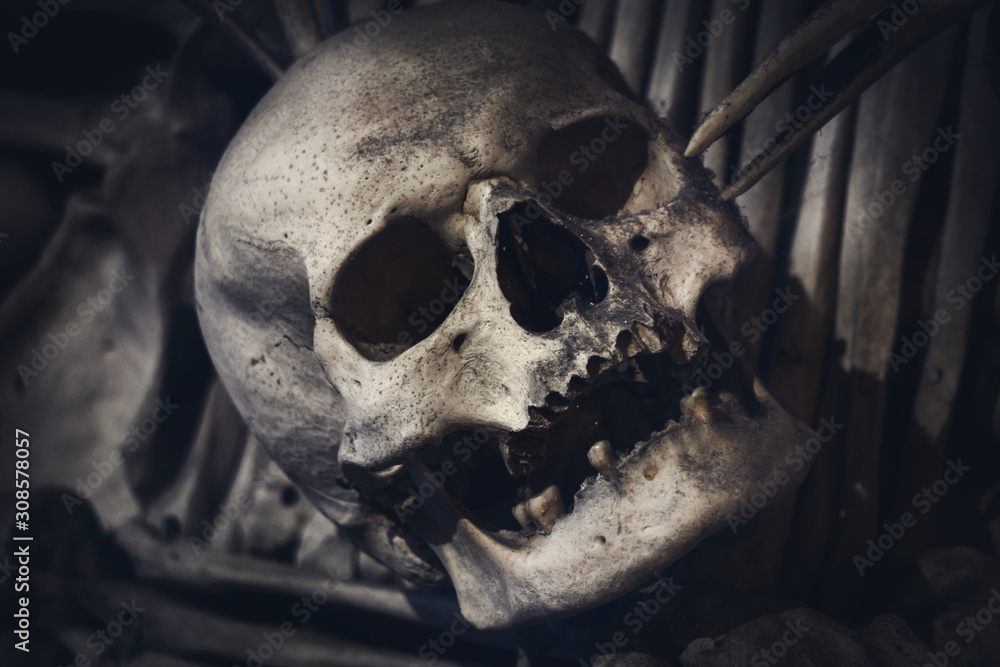 The real human skull. Bones. Death man The real human skull. Bones. Death man