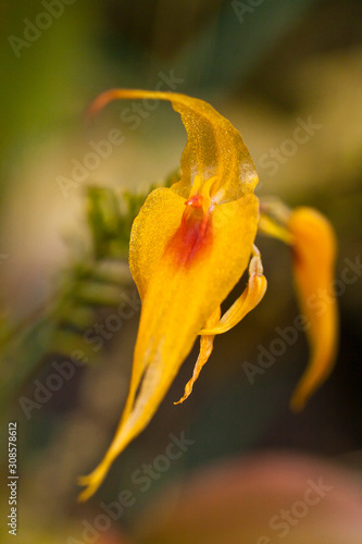 Orchidee - Lepanthes maxonii