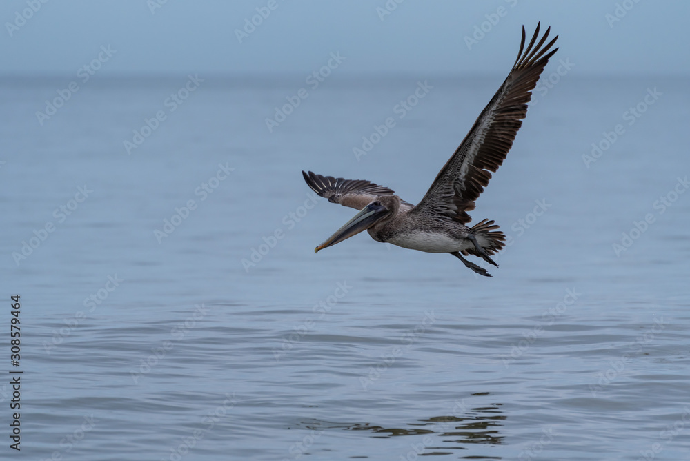 Wild Brown Pelican bird flying over the sea. Wild Brown Pelican bird flying over the sea.