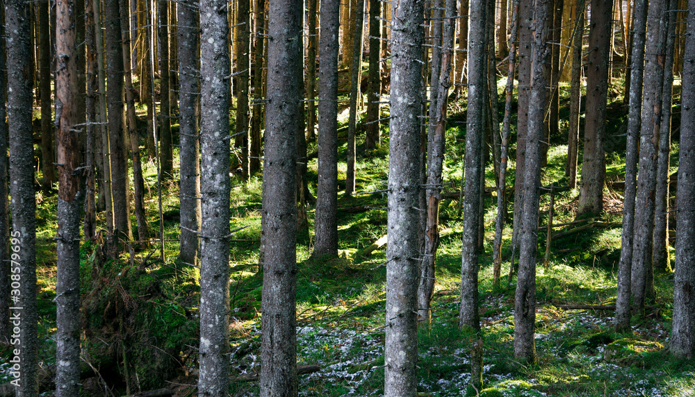 Naklejka premium autumn forest trees. nature green wood sunlight backgrounds.