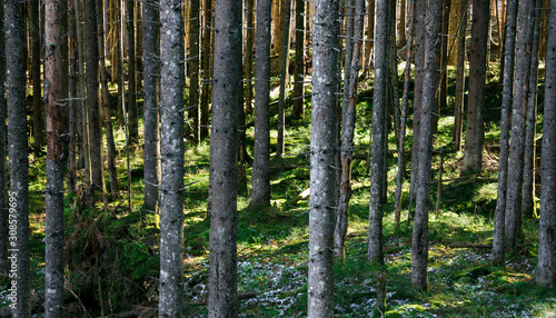 Fototapeta Naklejka Na Ścianę i Meble -  autumn forest trees. nature green wood sunlight backgrounds.