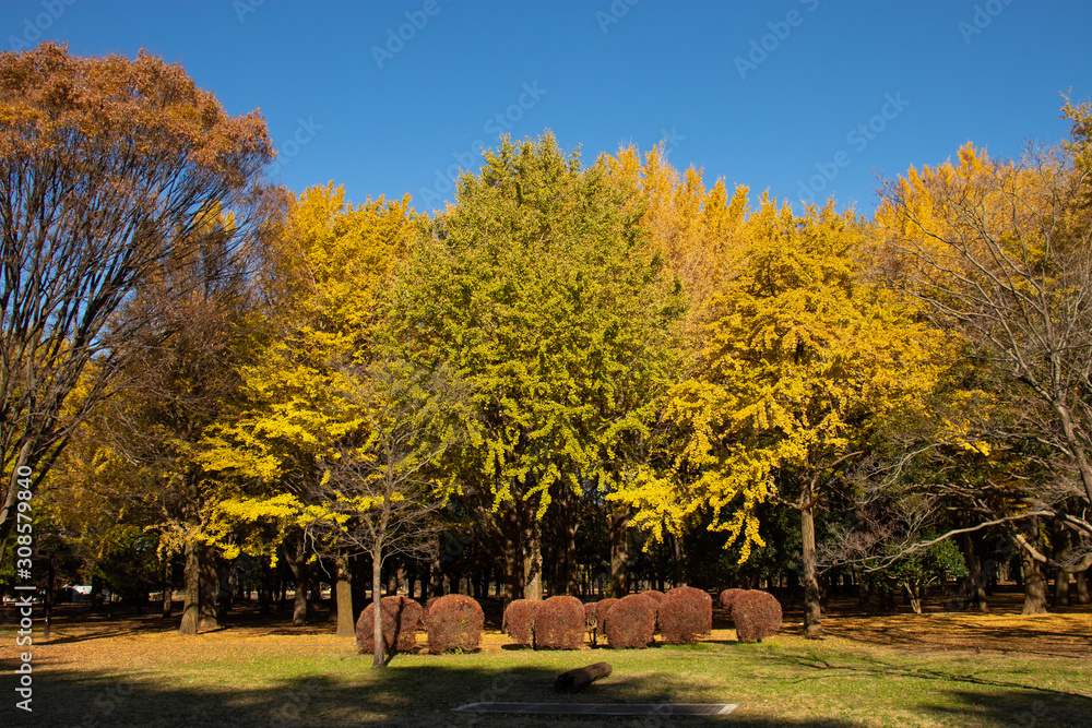 Naklejka premium 代々木公園の秋の木々