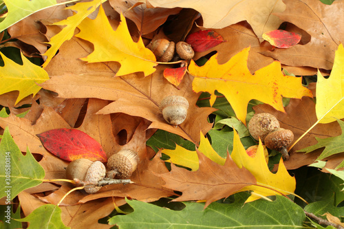 Autumn background - oak leaves and acorns