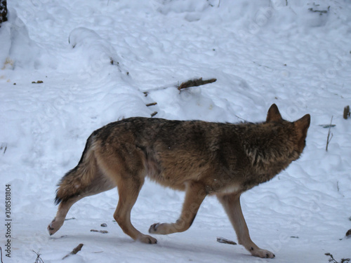 Wolves Playing and running In Snow, winter time