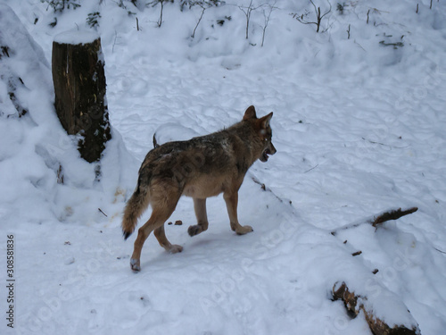 Wolves Playing and running In Snow, winter time © Bote