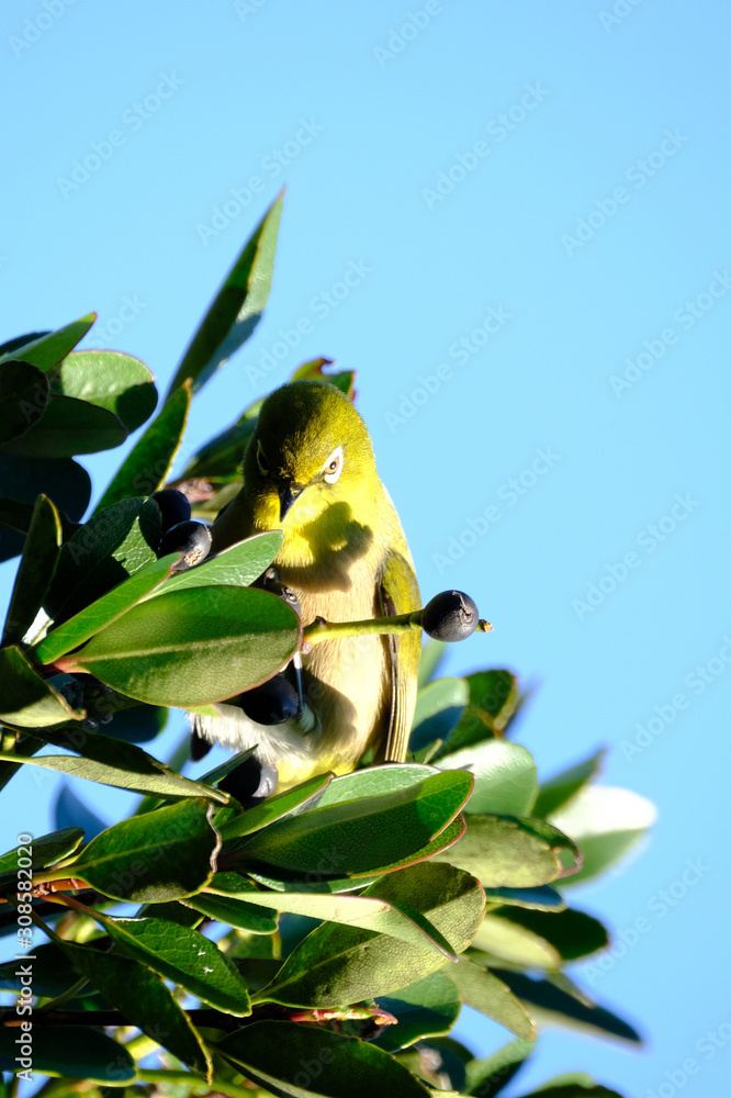 white eye on branch white eye on branch