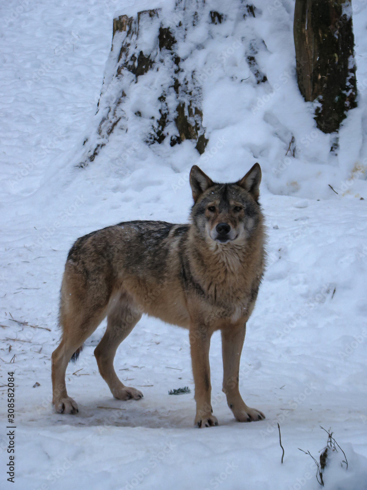 Fototapeta premium Wolves Playing and running In Snow, winter time