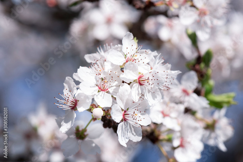 Fototapeta Naklejka Na Ścianę i Meble -  Cherry branch. Blooming white flowers. The blue sky on background.  Cherry Blossoms.