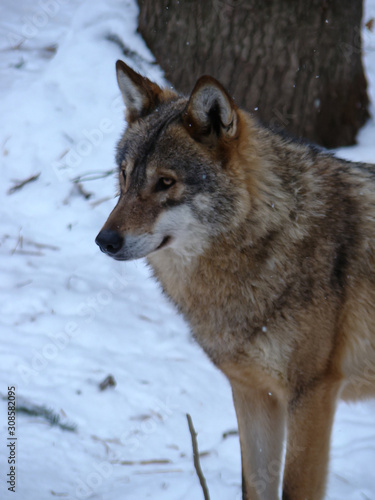 Wolves Playing and running In Snow  winter time