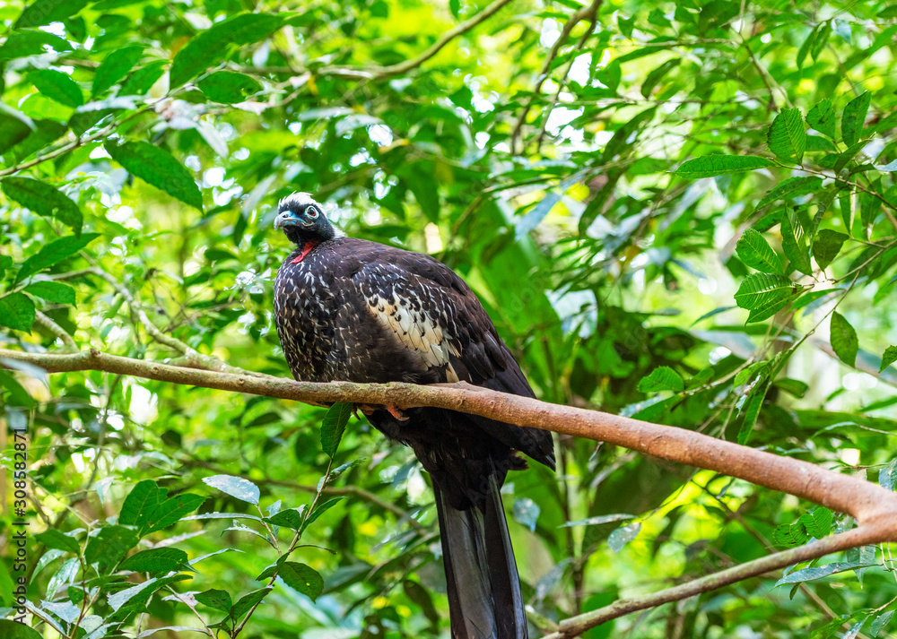 Cracidae-Curassow-guns-bird Hokko, Brasil Foz do Iguazu. With selective focus. Cracidae-Curassow-guns-bird Hokko, Brasil Foz do Iguazu. With selective focus.