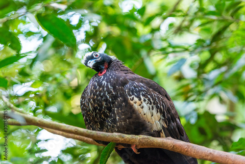 Cracidae-Curassow-guns-bird Hokko, Brasil Foz do Iguazu. With selective focus. photo