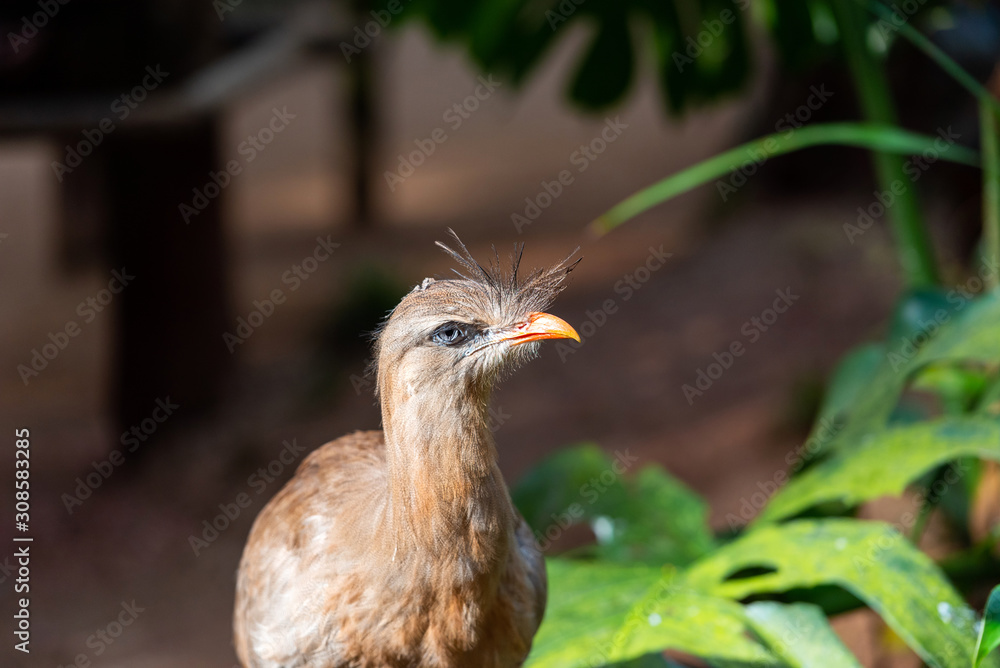 Red-legged seriema look at the camera, Brasil Foz do Iguazu. With selective focus. Red-legged seriema look at the camera, Brasil Foz do Iguazu. With selective focus.