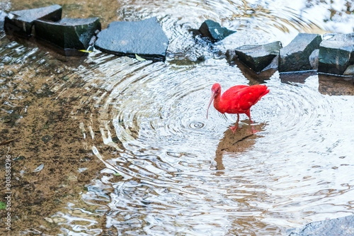 Red-legged seriema, Brasil Foz do Iguazu. With selective focus.