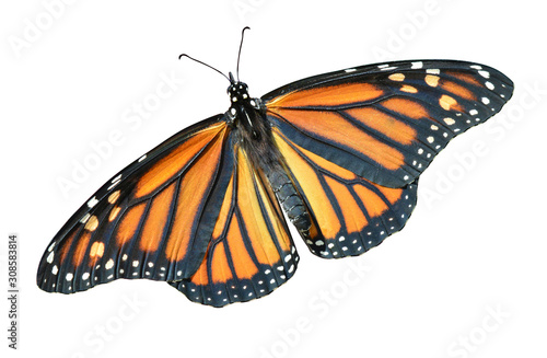 Valokuvatapetti Monarch butterfly isolated Danaus plexippus