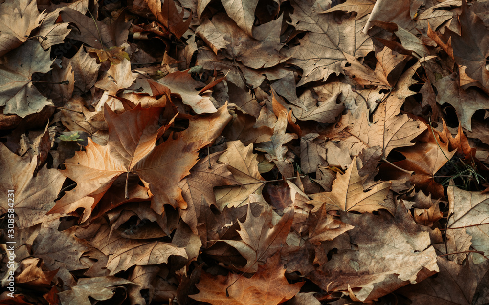 Dried orange maple leaves in late autumn