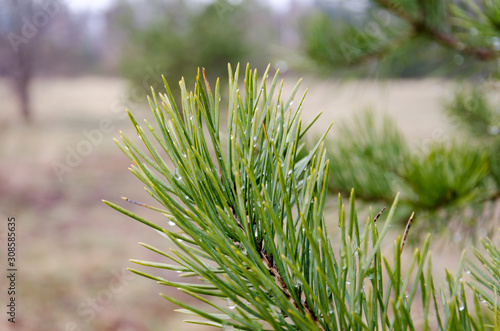 Water drops in a pinetree needles