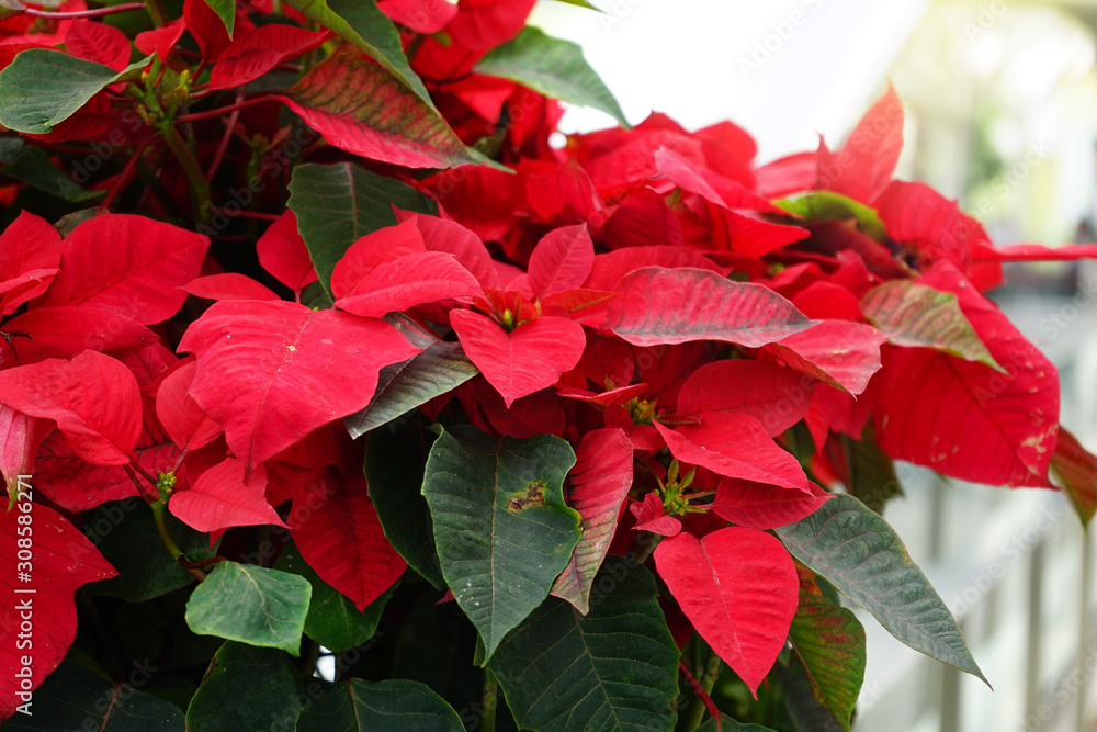 Christmas star, poinesettia tree, color red and green leaves decoration in Christmas Celebration Christmas star, poinesettia tree, color red and green leaves decoration in Christmas Celebration