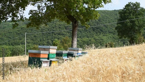 Alveari per produzione di miele in un campo coltivato photo