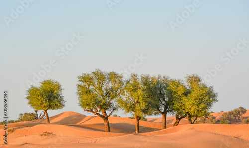 Arabian desert tree (Prosopis Cineraria) on the red sand dunes of Dubai, United Arab Emirates