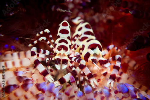 A pair of Colemans Shrimp - Periclimenes colemani - hide in the spines of a toxic fire urchin - Asthenosoma varium. Taken in Komodo National Park.