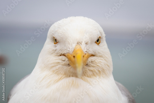 A european Herring Gull -  Larus argentatus - stares into the camera lens, Taken in St Ives, England.