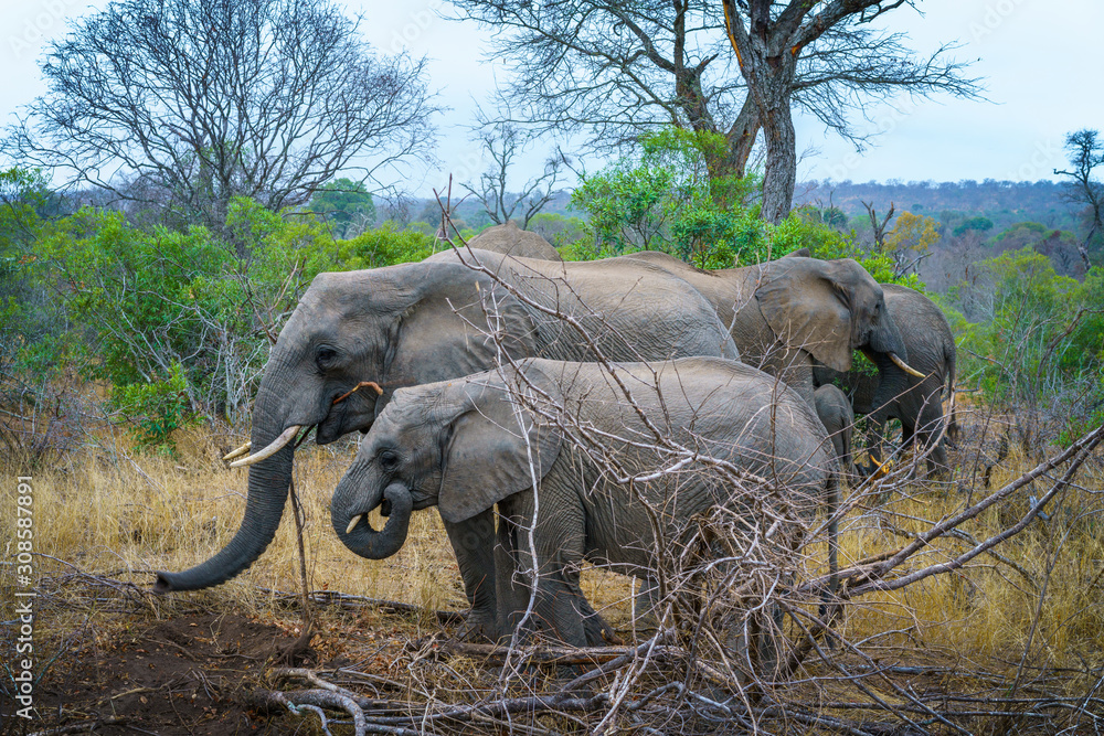 Obraz premium elephants with baby elephant in kruger national park, mpumalanga, south africa 10