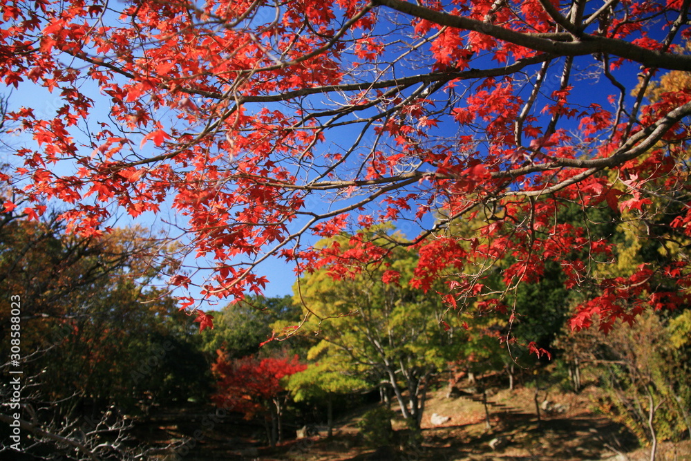 日本の秋 紅葉と浜松城公園 Stock Photo Adobe Stock 日本の秋 紅葉と浜松城公園 Stock Photo Adobe Stock