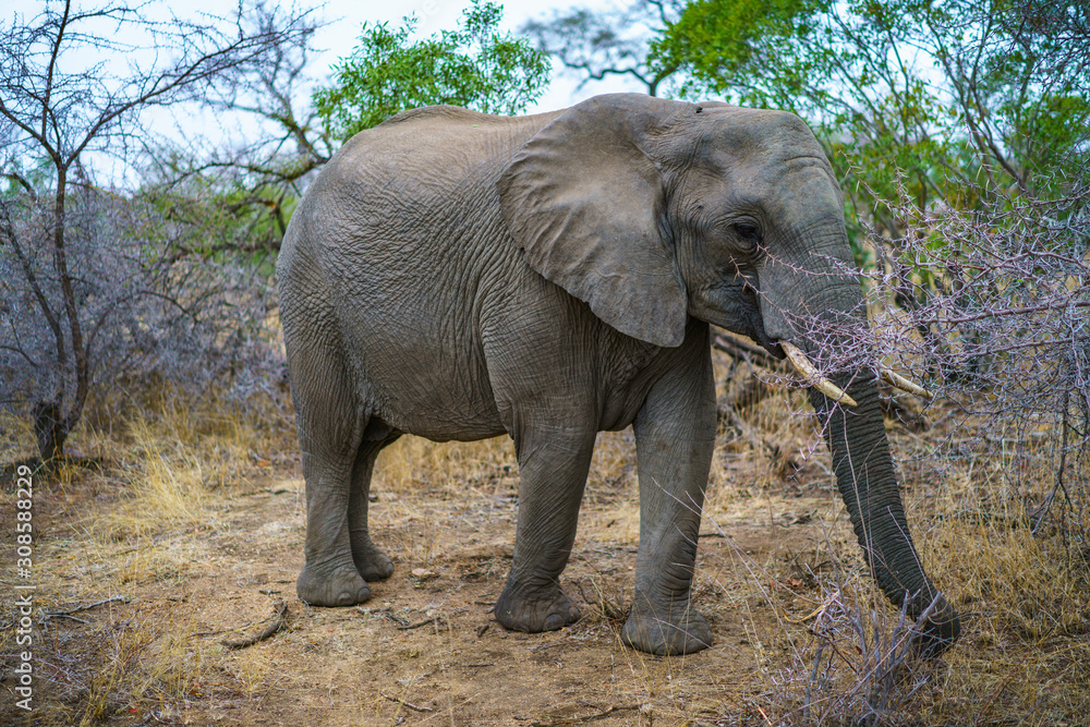 elephant in kruger national park, mpumalanga, south africa 34