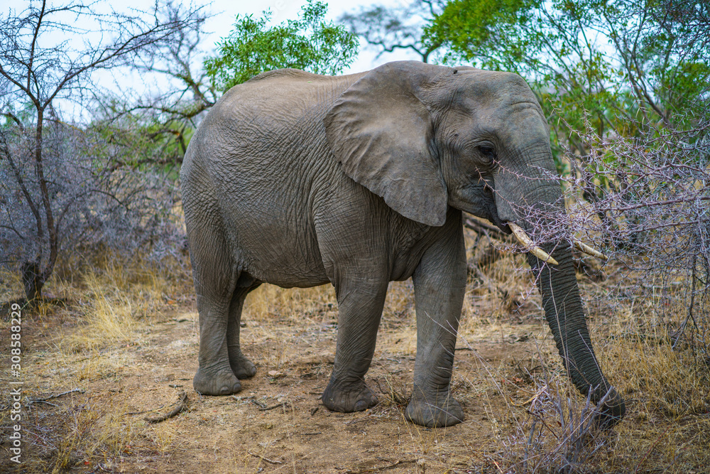 Fototapeta premium elephant in kruger national park, mpumalanga, south africa 34