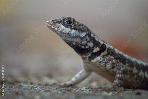 Gecko on the sugar loaf mountain  Rio de Janeiro  Brazil  South America