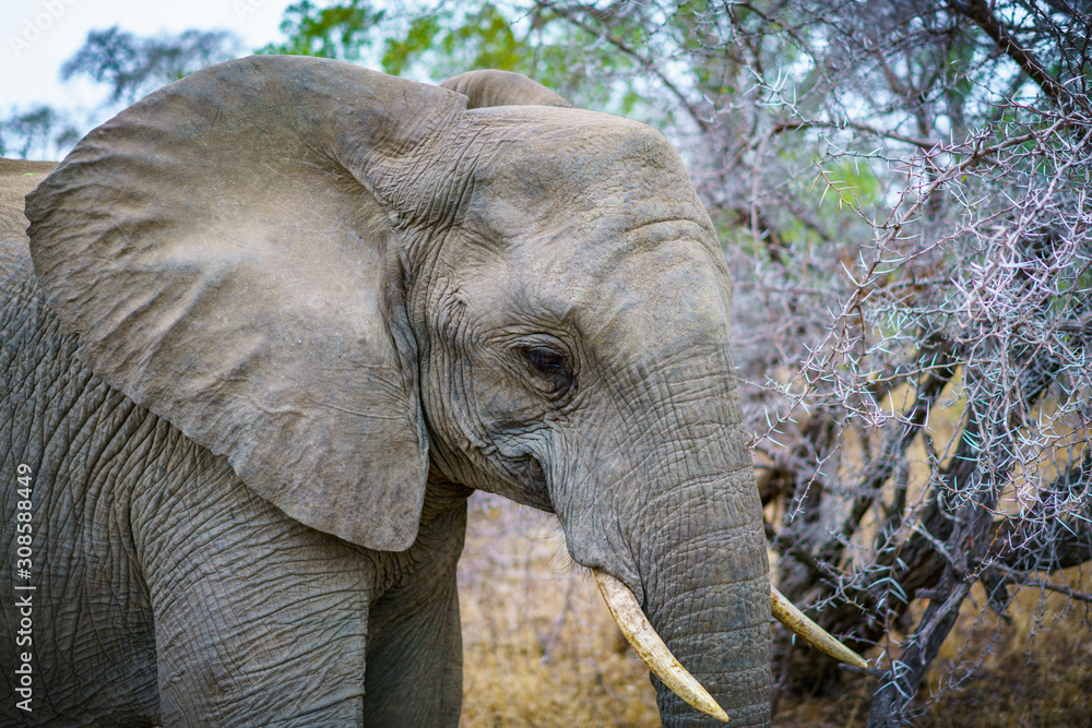 elephant in kruger national park, mpumalanga, south africa 39