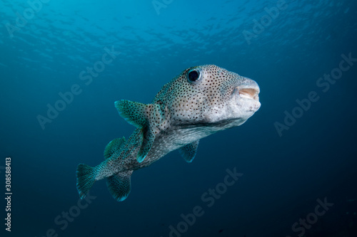 A Spot Fin Porcupine fish - Diodon hystrix - swims over the reef in blue waters. Taken in Komodo National Park, Indonesia