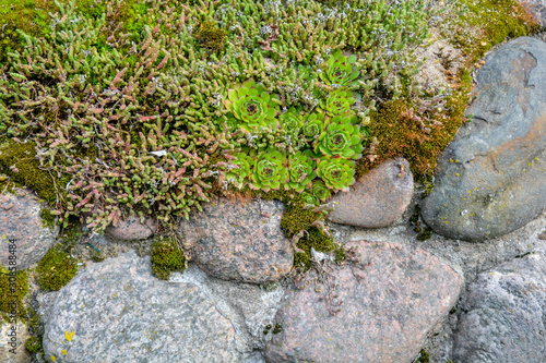 Pile granite boulders overgrown with green moss, lichen, garden plant succulent
