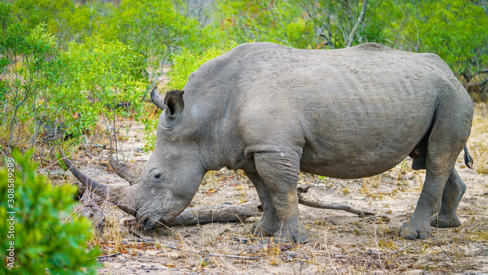 white rhino in kruger national park, mpumalanga, south africa 31