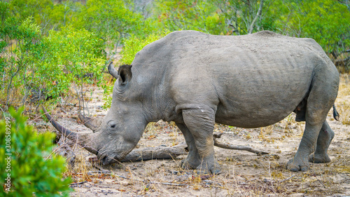 white rhino in kruger national park, mpumalanga, south africa 31 © Christian B.