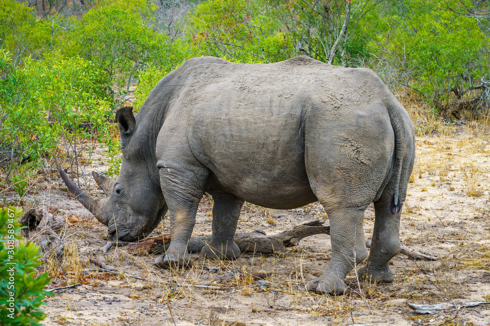 Obraz premium white rhino in kruger national park, mpumalanga, south africa 53