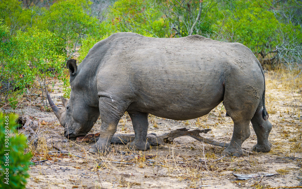 Obraz premium white rhino in kruger national park, mpumalanga, south africa 47