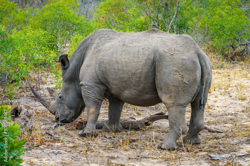 white rhino in kruger national park  mpumalanga  south africa 53