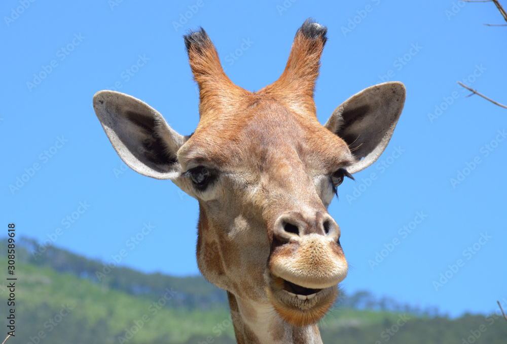Giraffe's funny muzzle in the foreground of blue sky and distant forest. Cute and kind giraffe looks like saying something