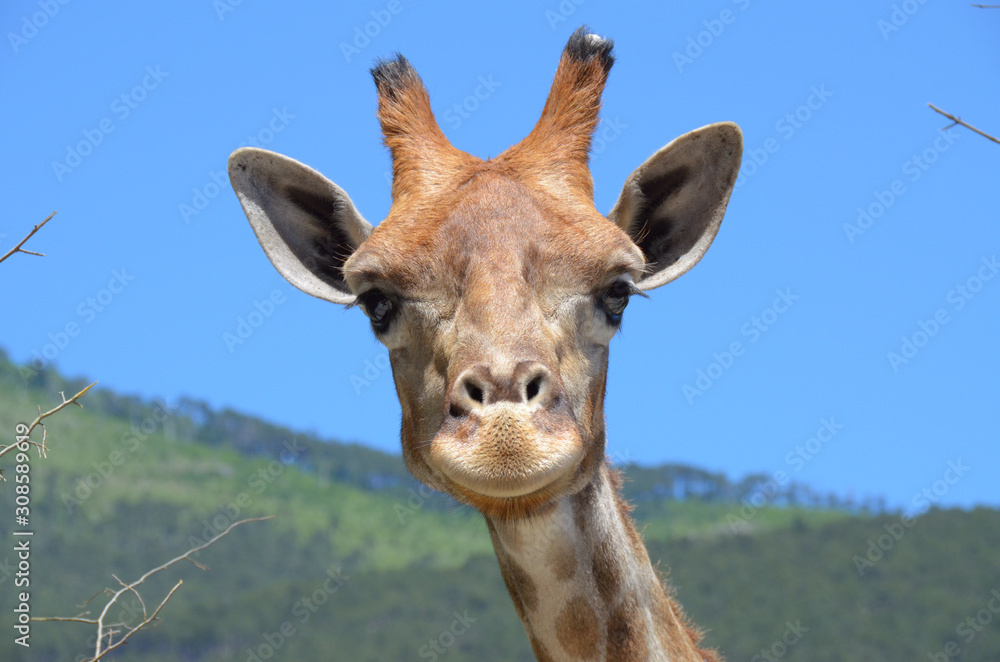 Giraffe's eared and horned head looks kind and friendly. Cute giraffe in the foreground of deep blue sky and blurred forest