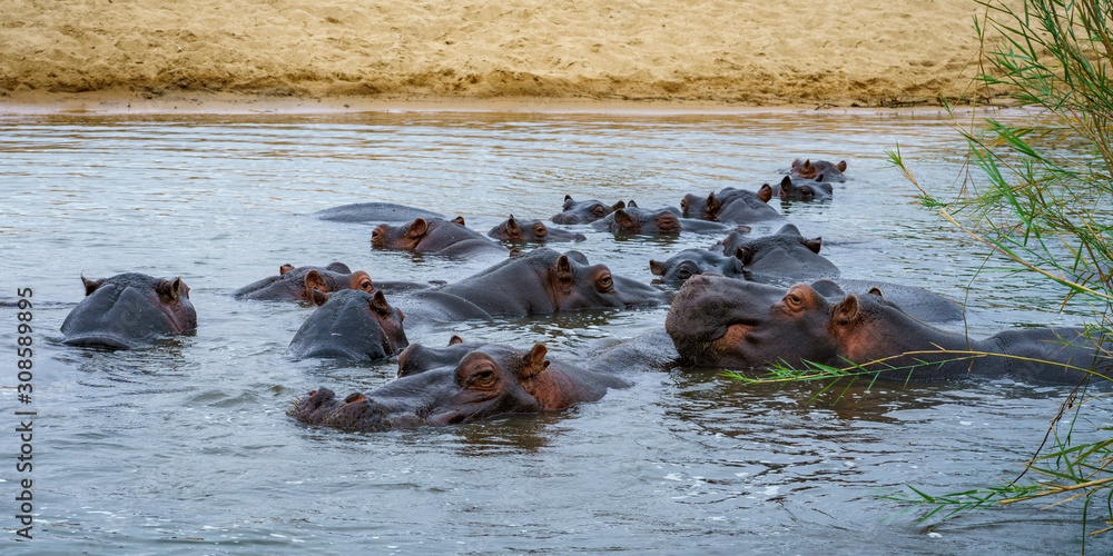 hippos in kruger national park, mpumalanga, south africa 6 hippos in kruger national park, mpumalanga, south africa 6