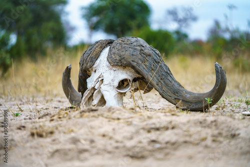 skull of african buffalo in kruger national park, mpumalanga, south africa 3