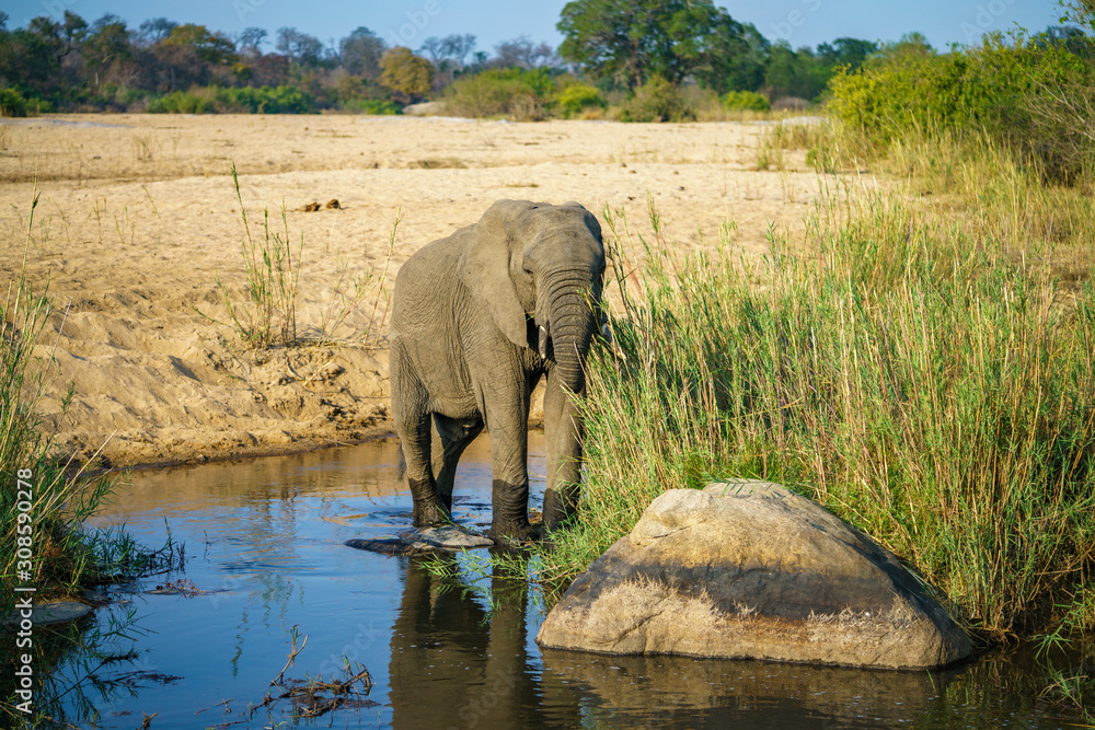 Obraz premium elephant in kruger national park, mpumalanga, south africa 6